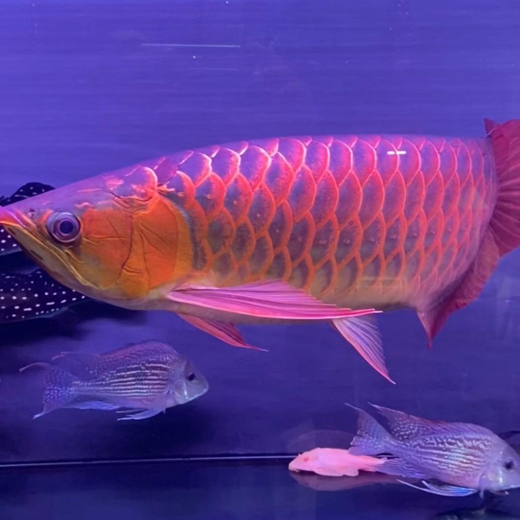 青县传志百货店