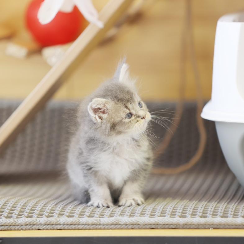 有只小猫叫咪咪🩷