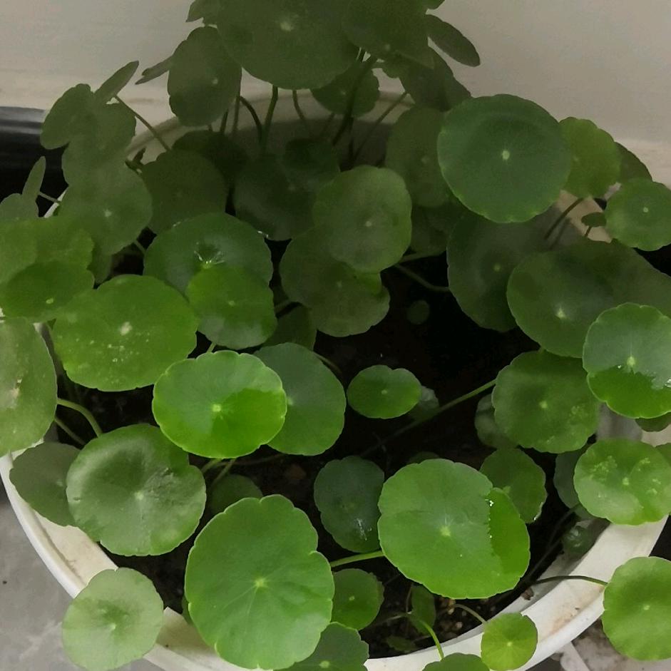 昨夜的风