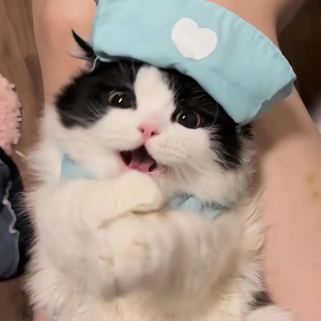 咩咩咩啊
