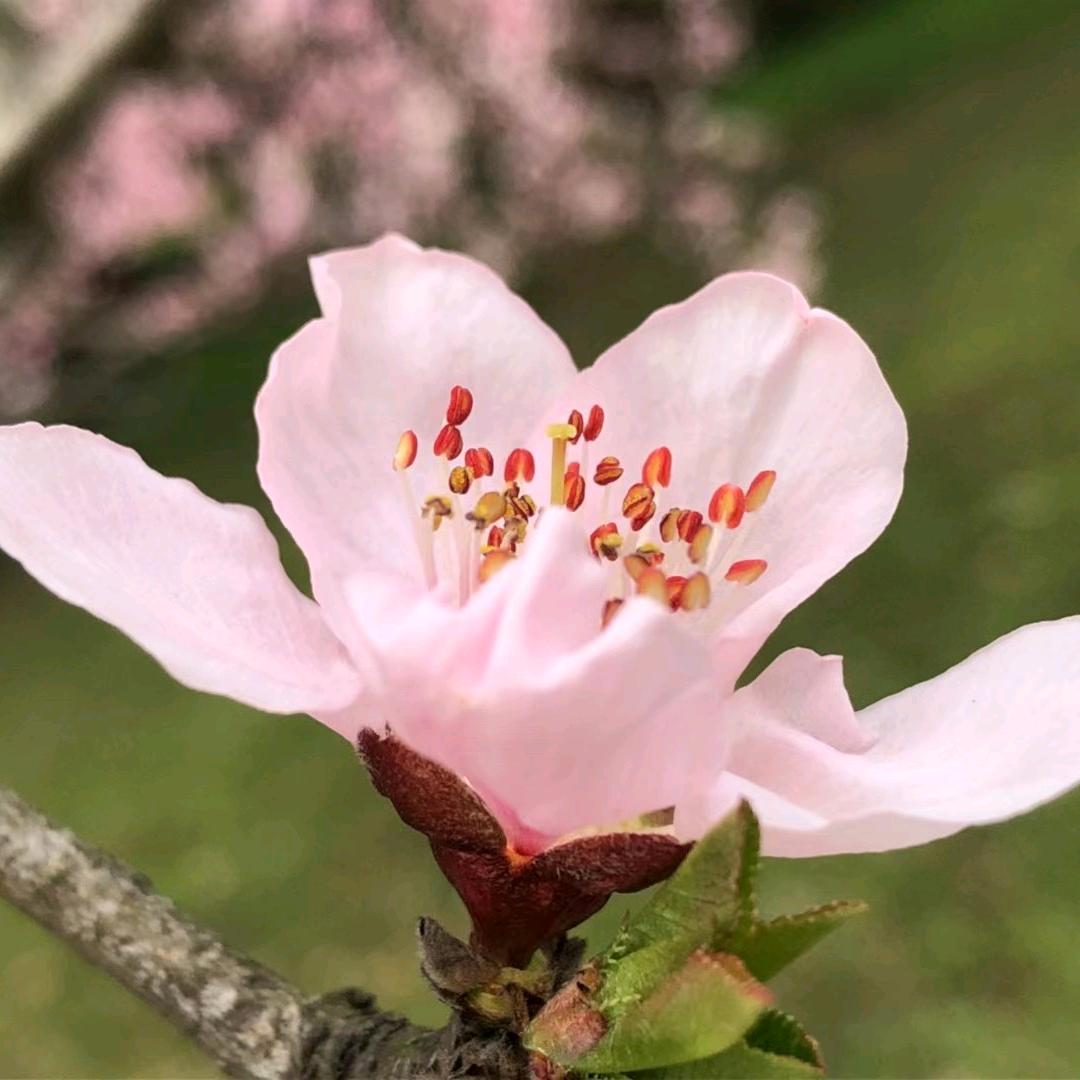 风信子