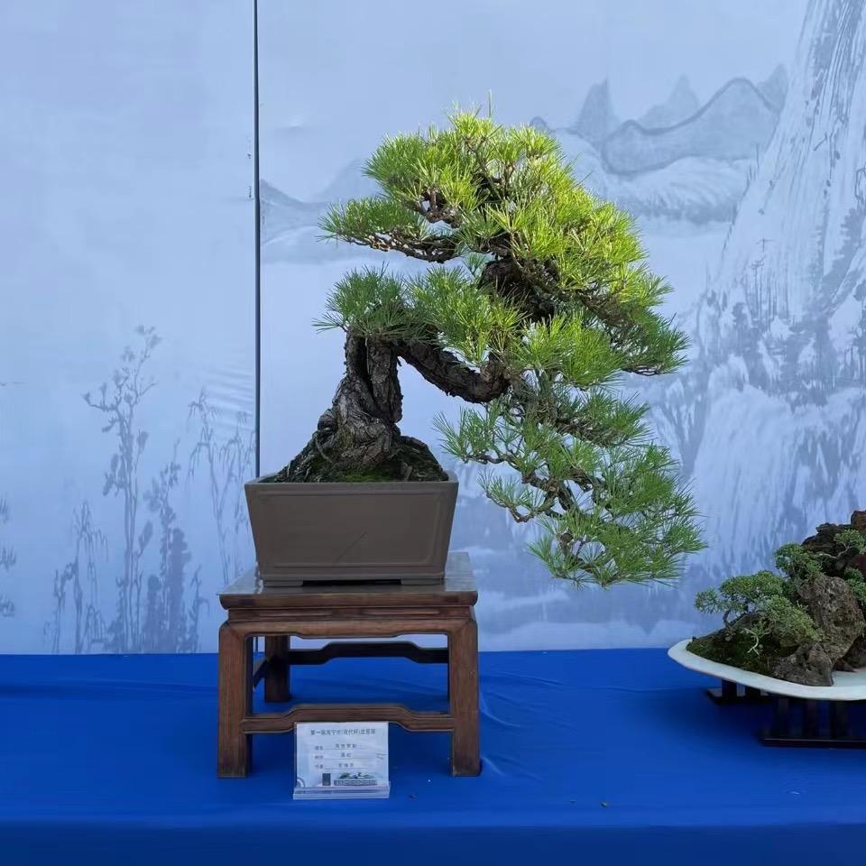 森音苗木