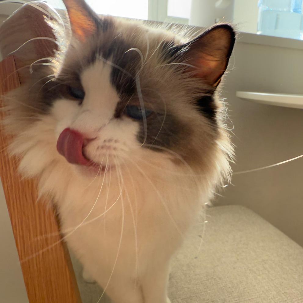 猫咪爱玩