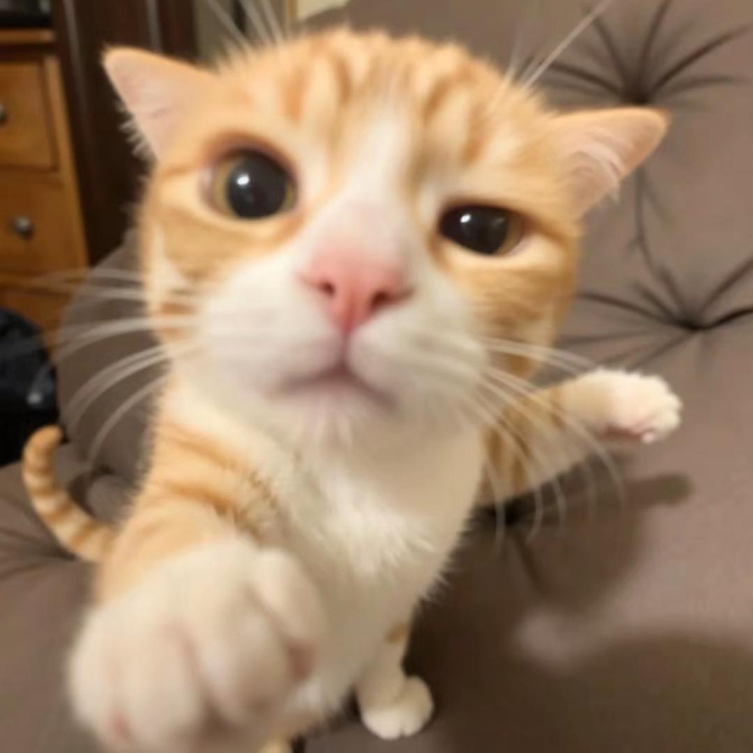 猫儿爱吃香菜