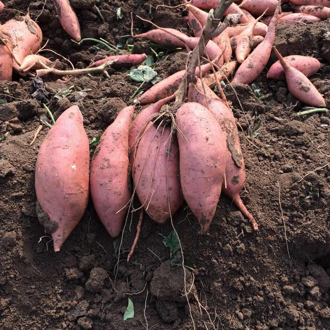 地瓜种苗刘化学