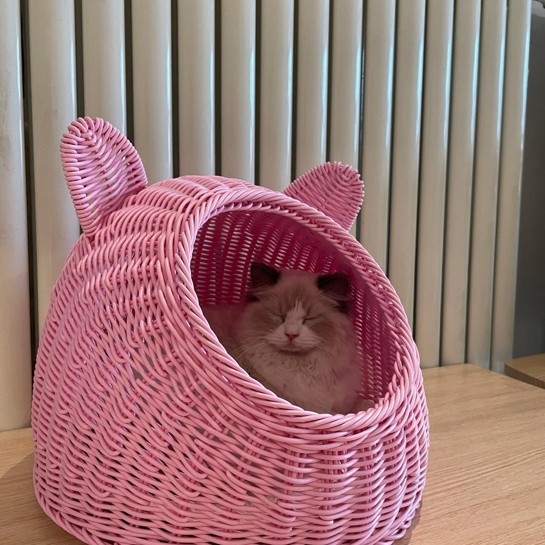 曲奇饼🍪好物分享