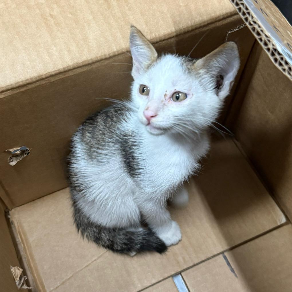 【湛江领养小猫咪】