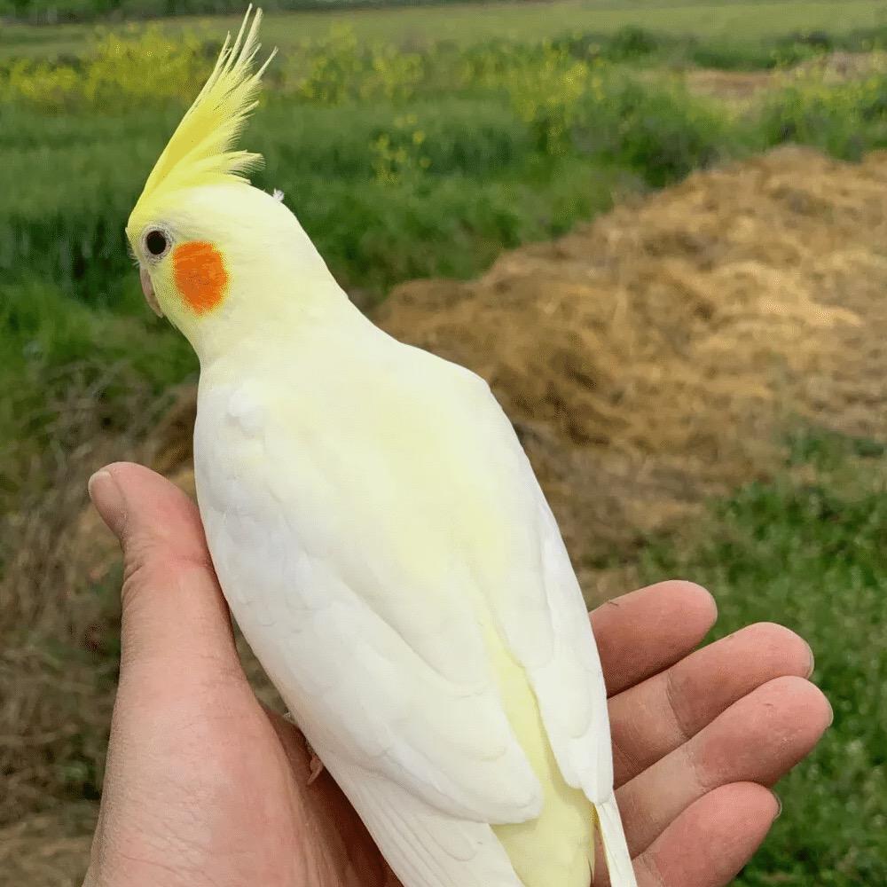 梦梦萌宠鹦鹉