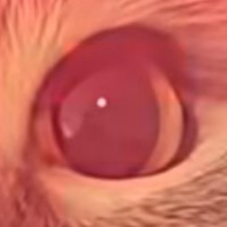 睿智的眼神