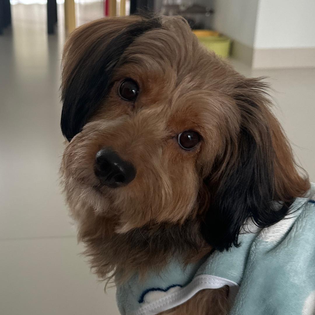 泰山传媒 小天（招主包）