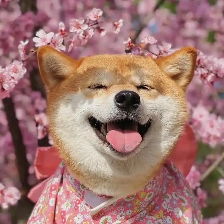 🐶旺财小院🐶