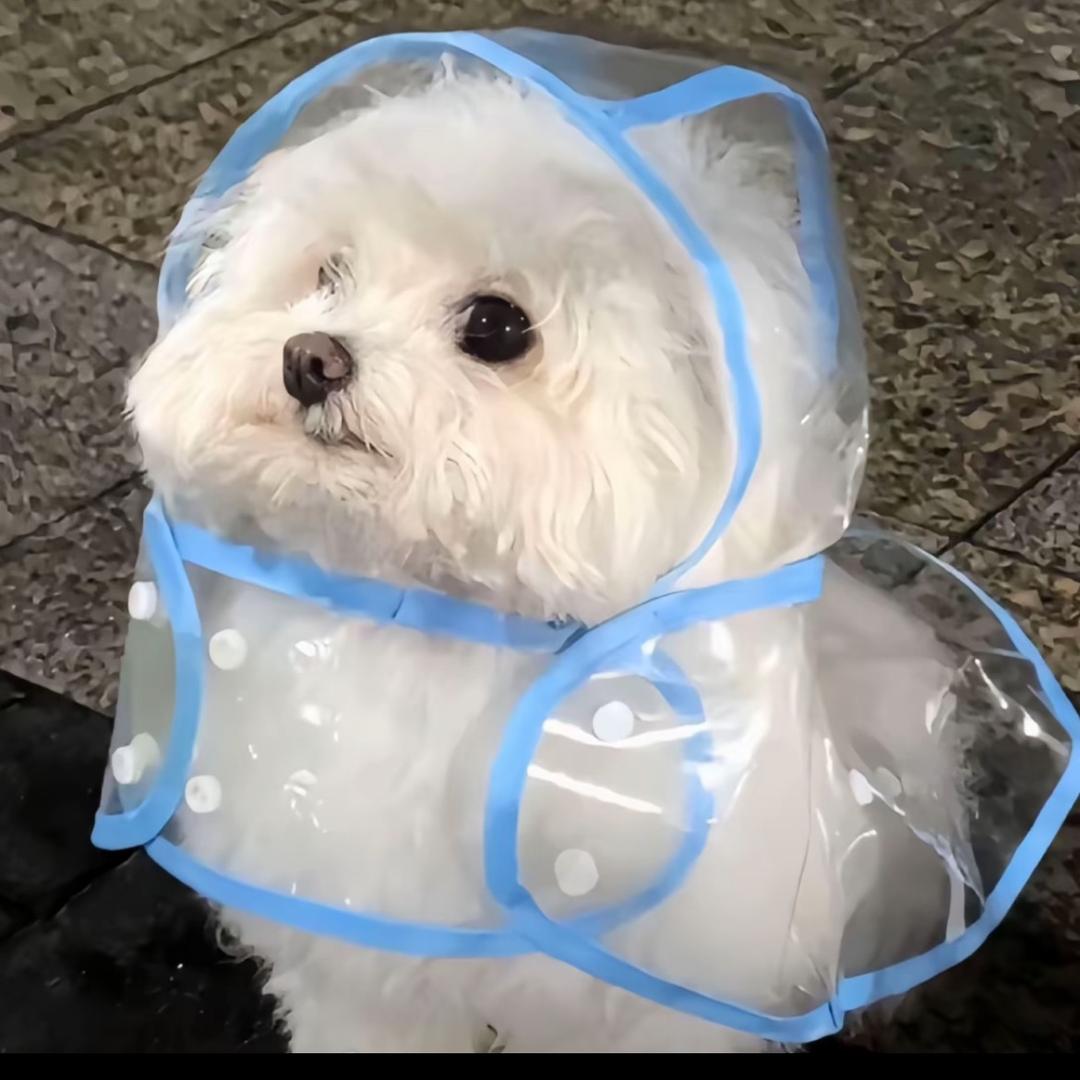 筱筱