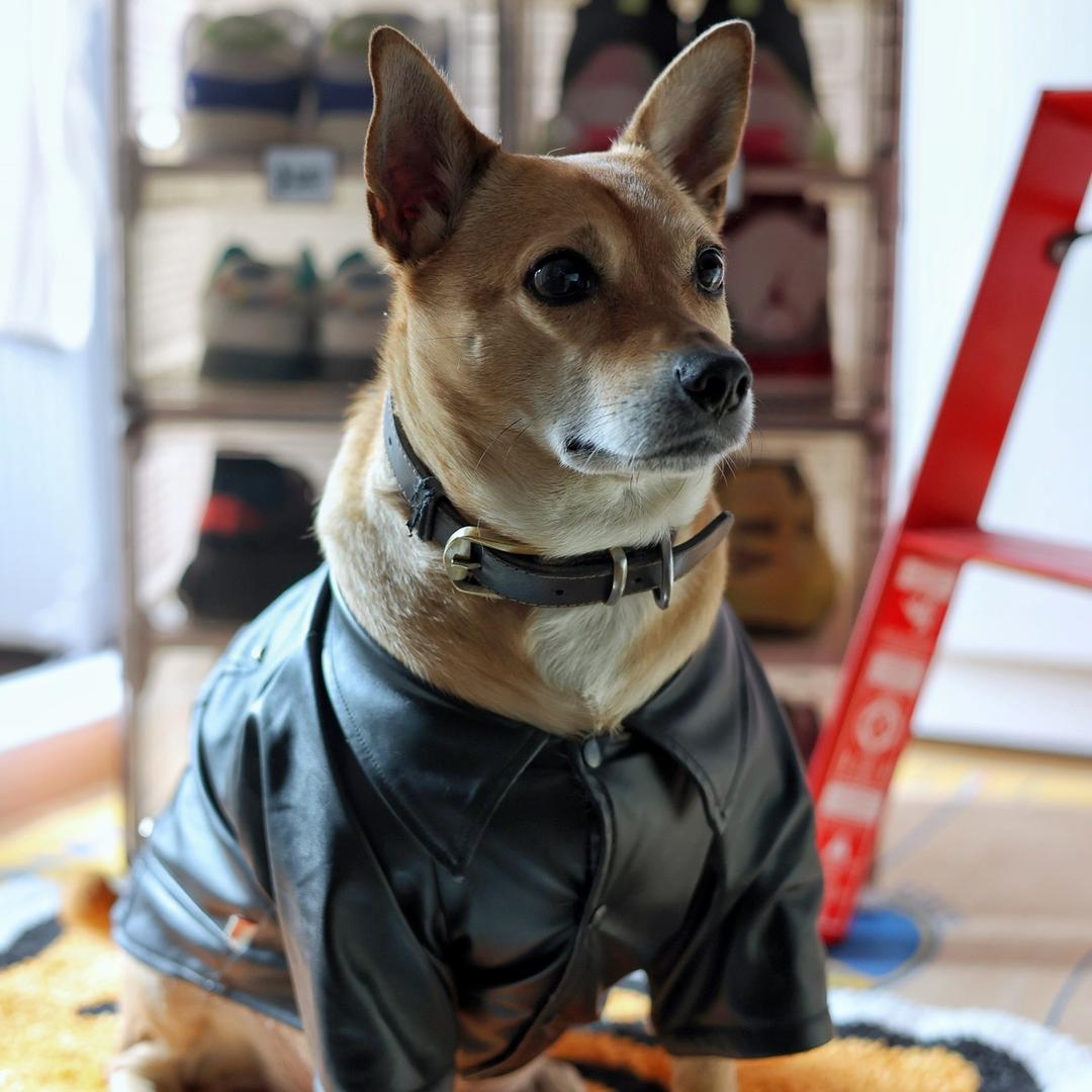 小十七和小rainy