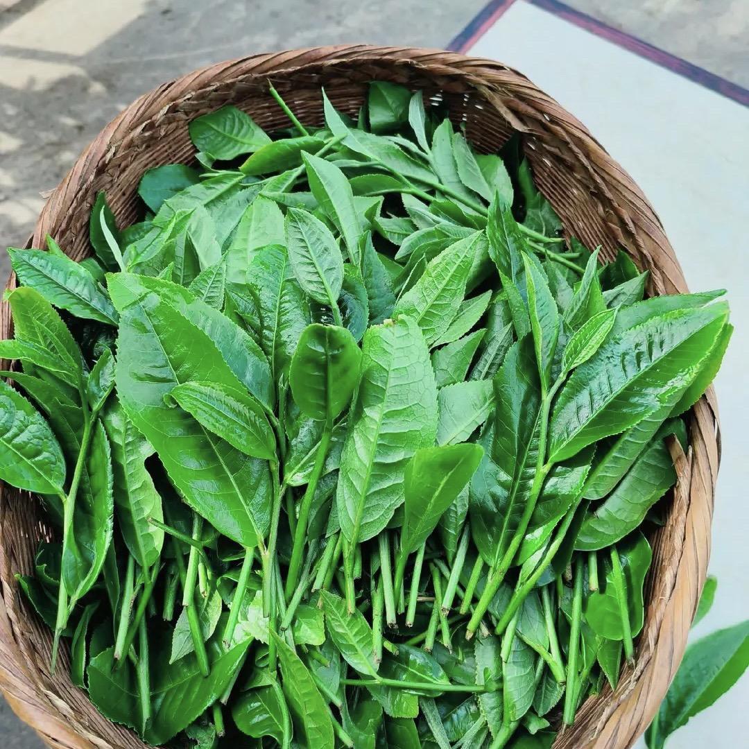 生态农家茶
