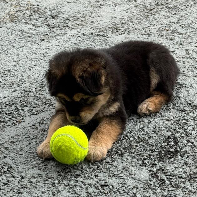 🎾老板打网球