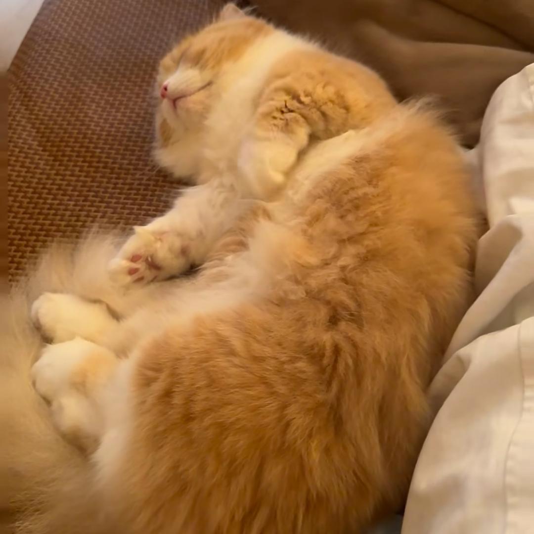 饿饿不吃地瓜🍠