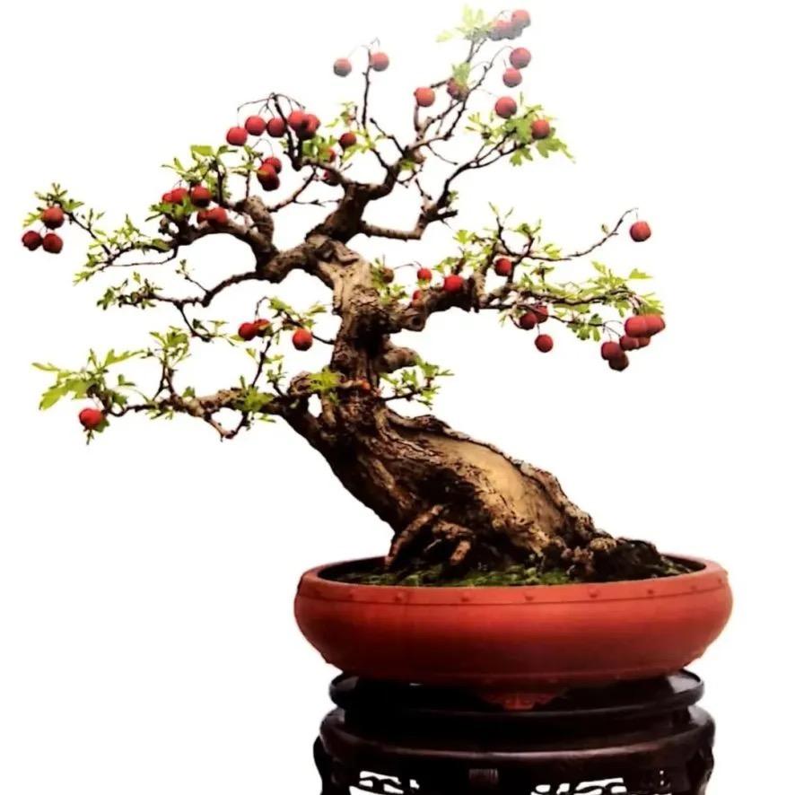 高老桩盆景园1