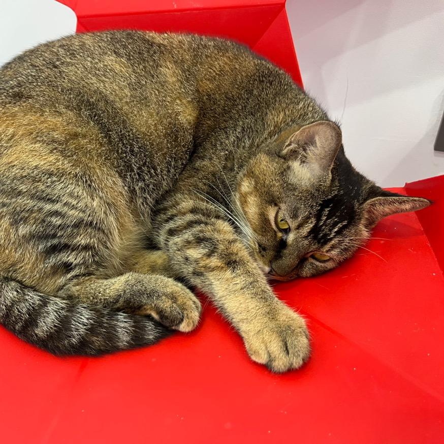 呱唧呱唧鼓个掌