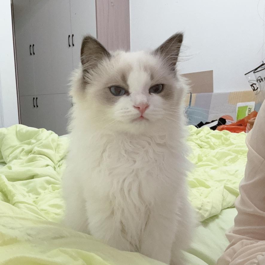 我和我的猫
