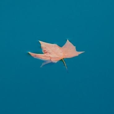 小枫🍁同学