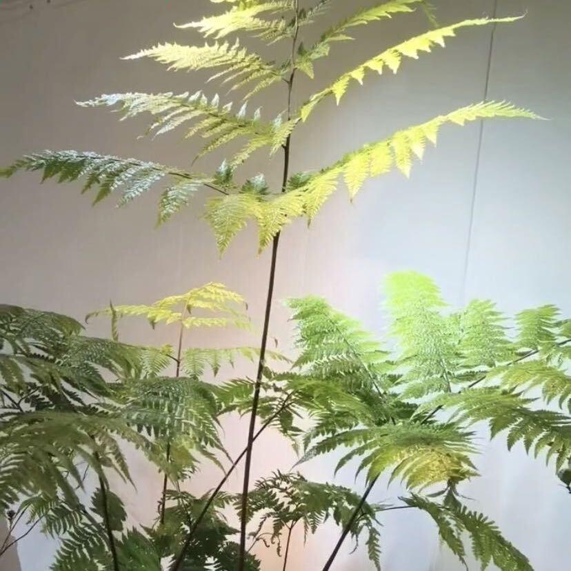 蕨之家园艺