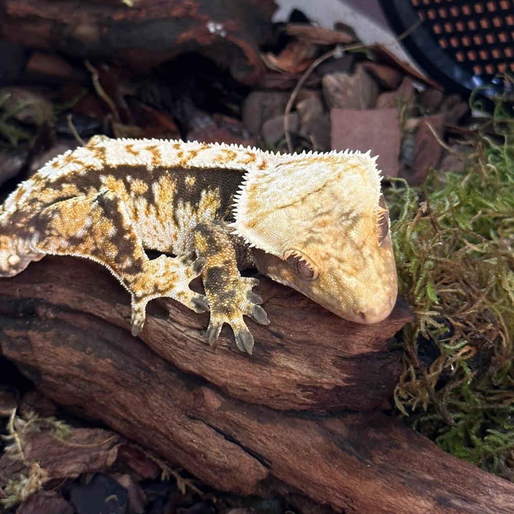 守宫小睫直播号