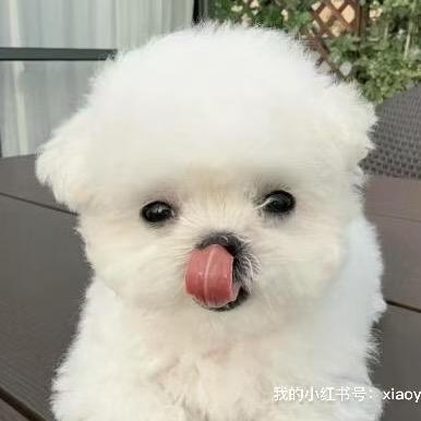 上海左汪宠物生活