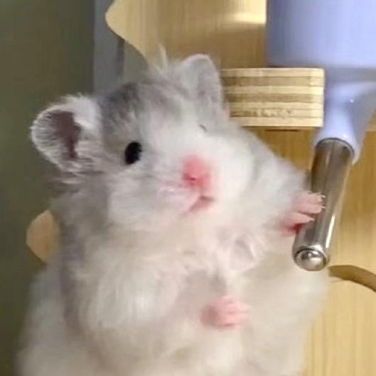 奶黄包🐹