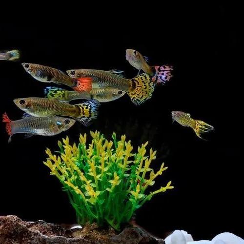 欢乐渔人水族馆