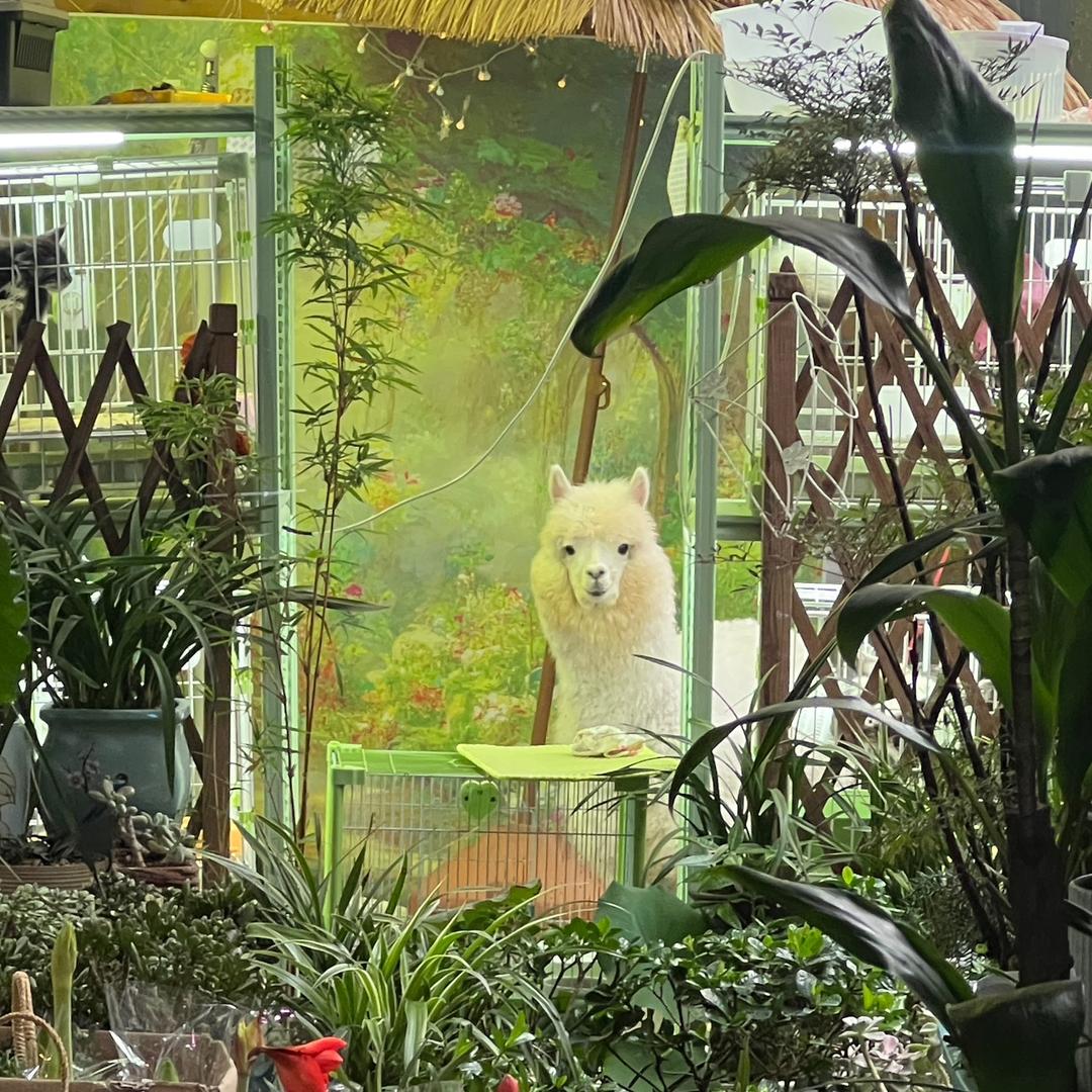 一鸣自繁育猫舍