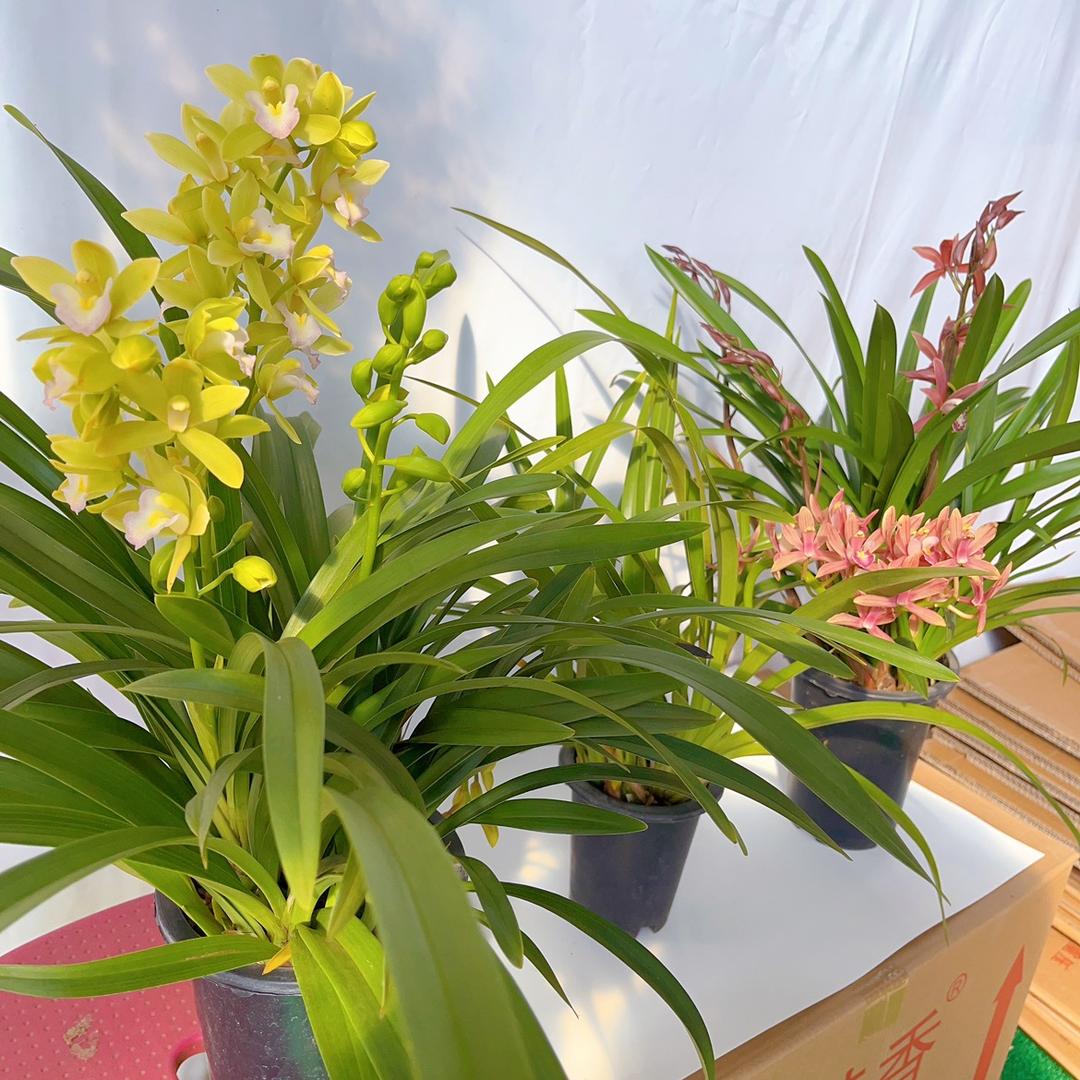 老雷玩花卉1