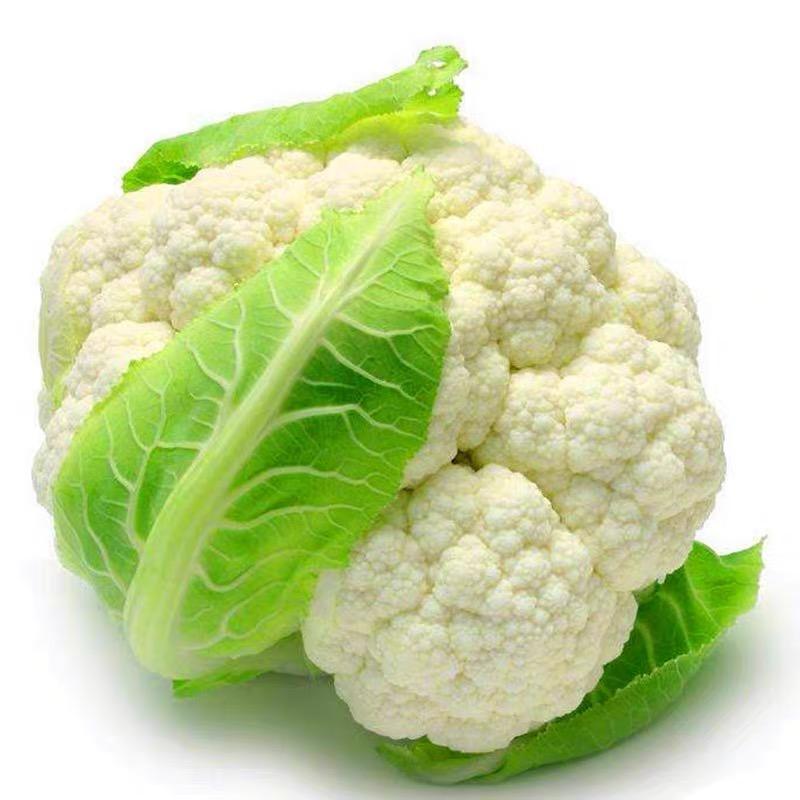 小乐蔬菜苗