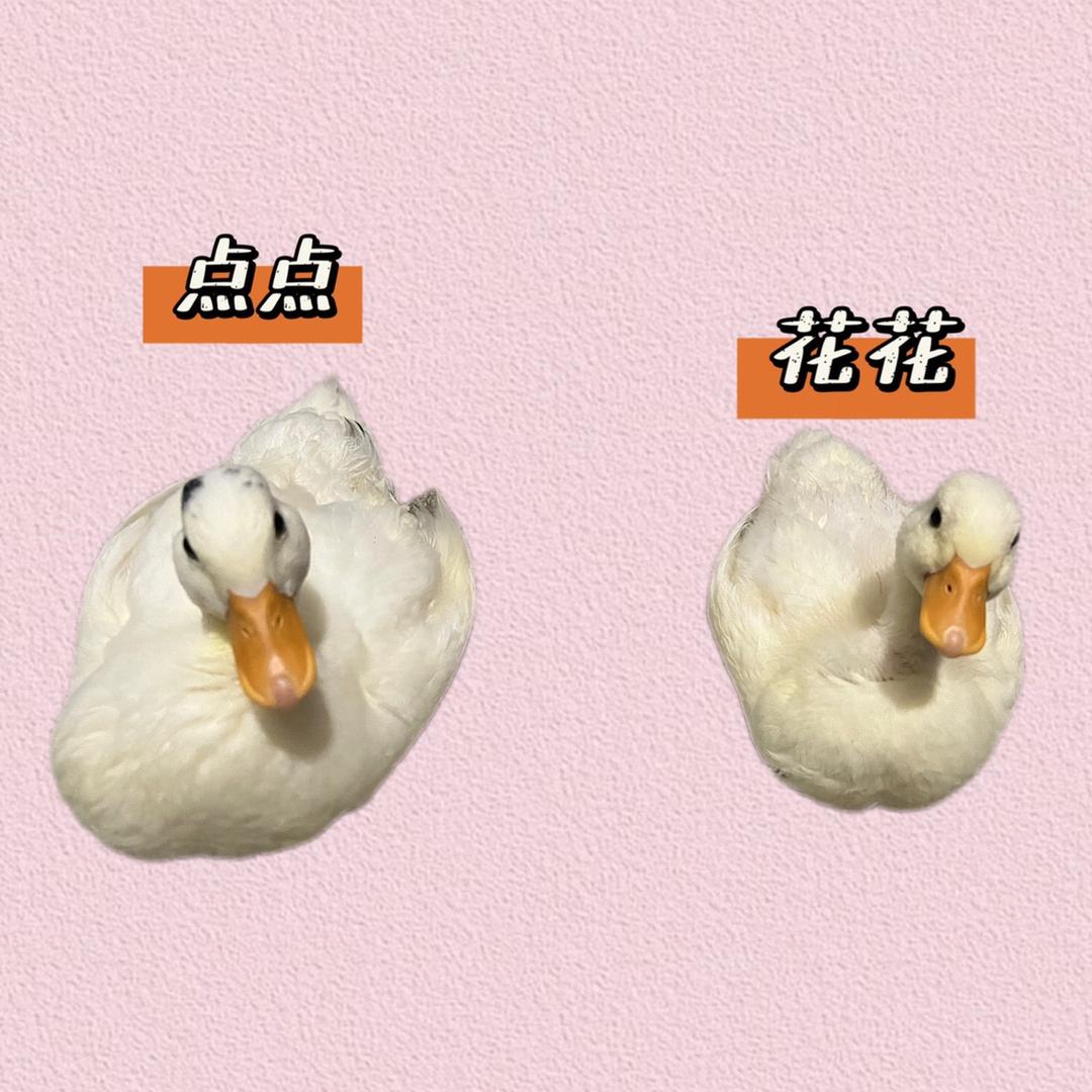 点点和花花的快乐时光