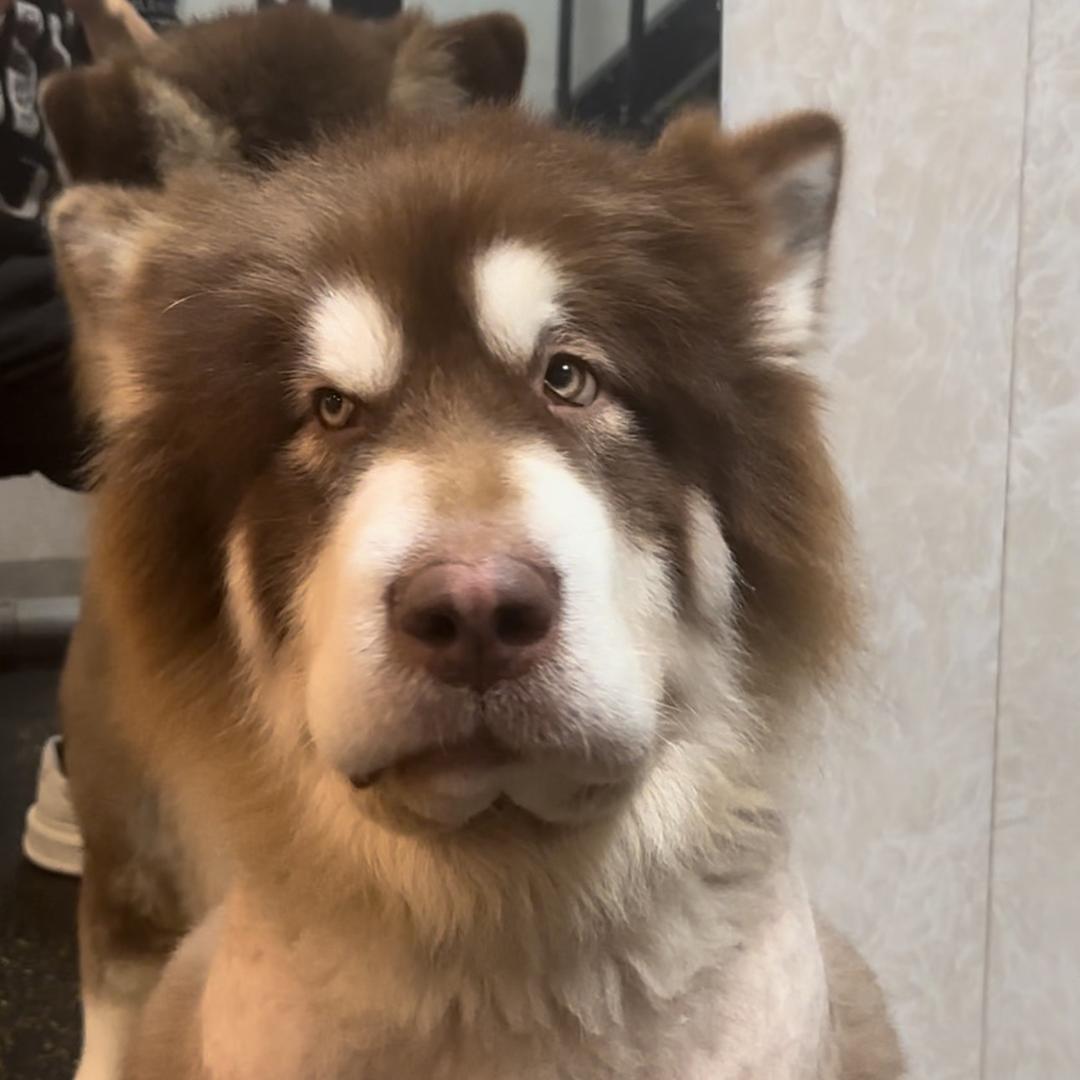 天蓬有点狗