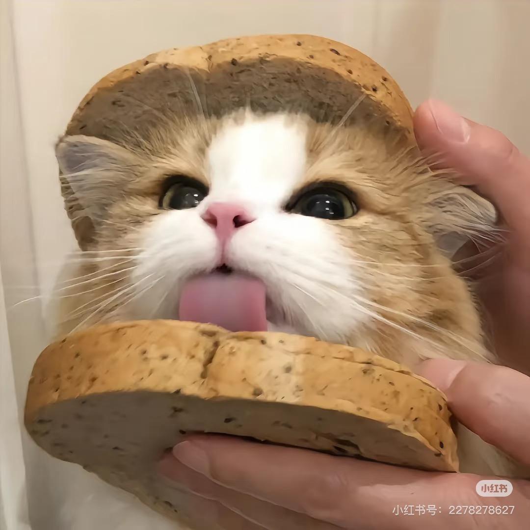 📷困困猫（约拍看简介）
