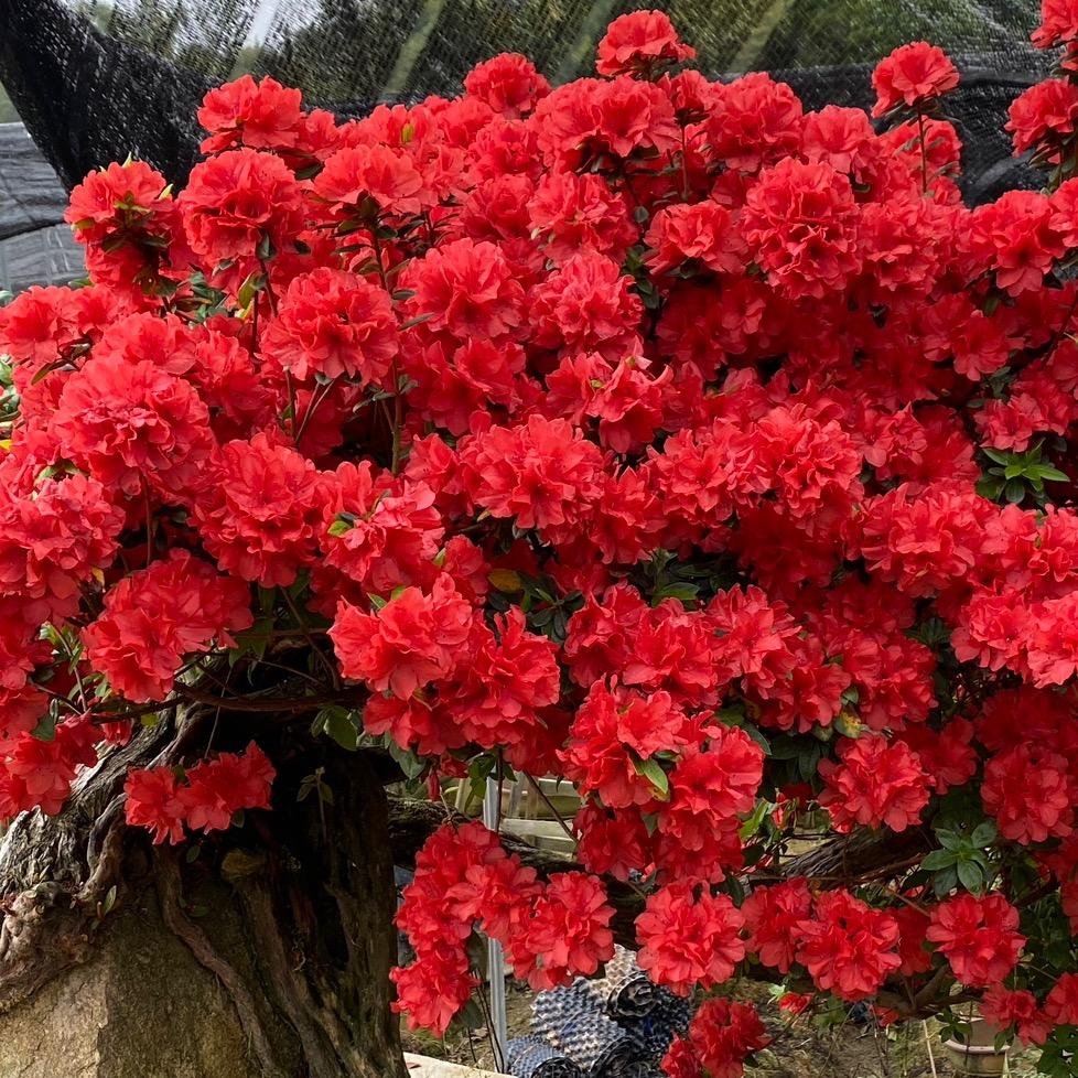 诗婷花坊