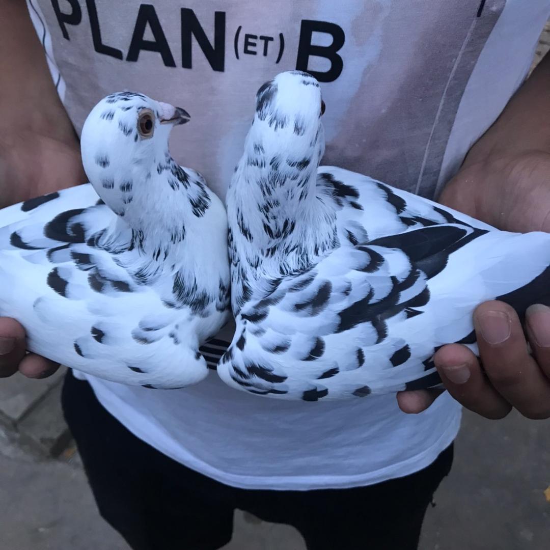 辉煌鸽舍