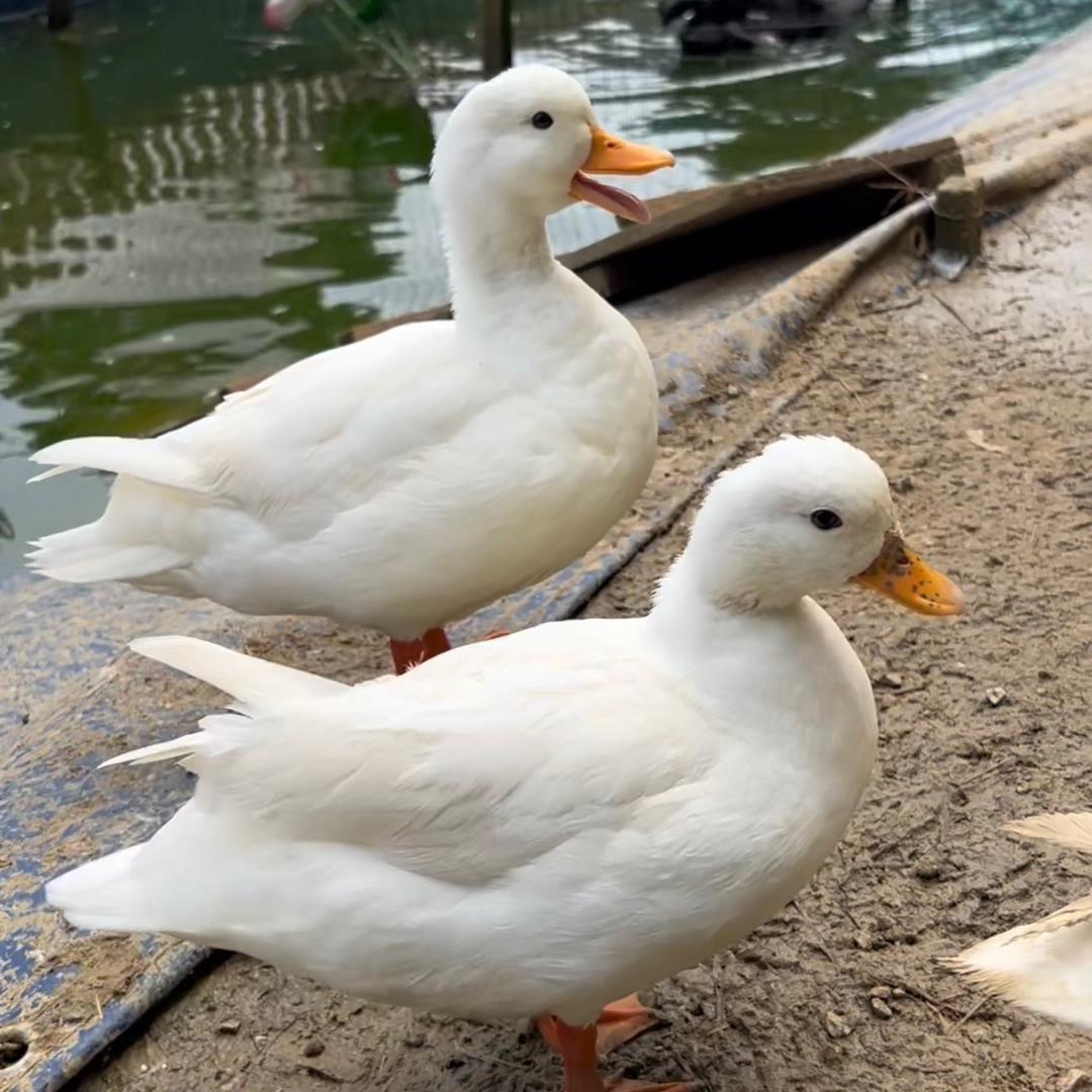 兄弟家庭农场