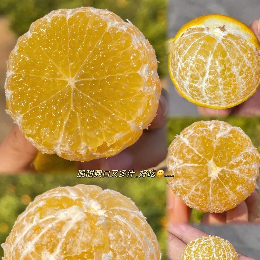 森林优选I