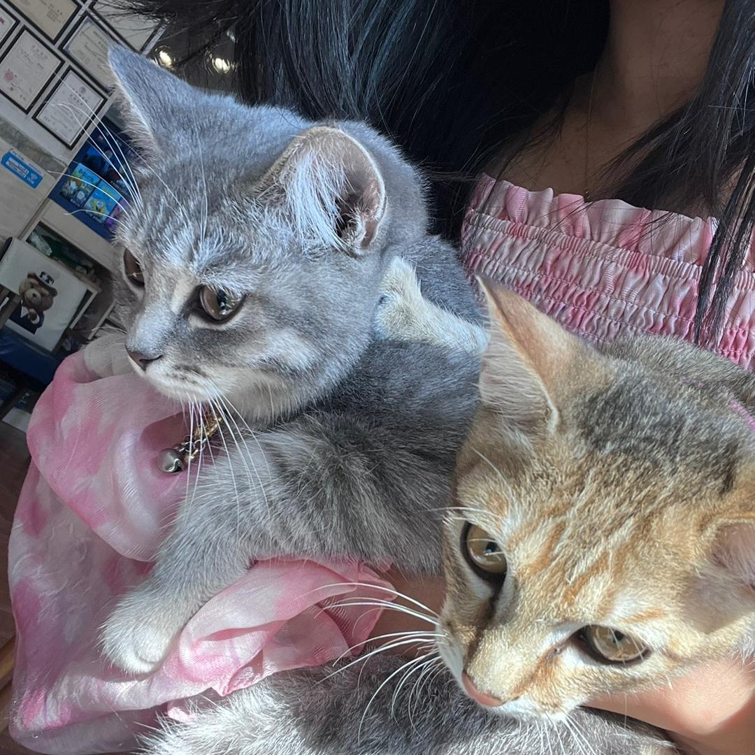 坚果是只猫