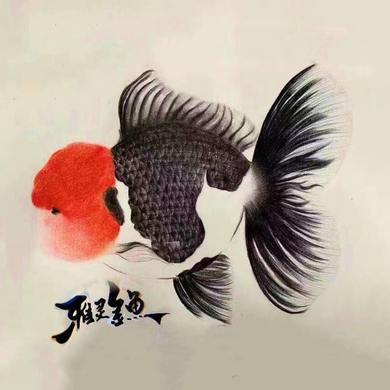 雅灵泰狮金鱼专卖