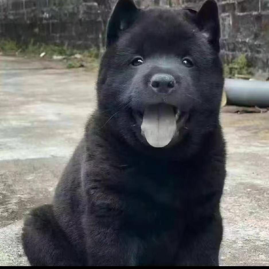 汤圆甄选田园犬