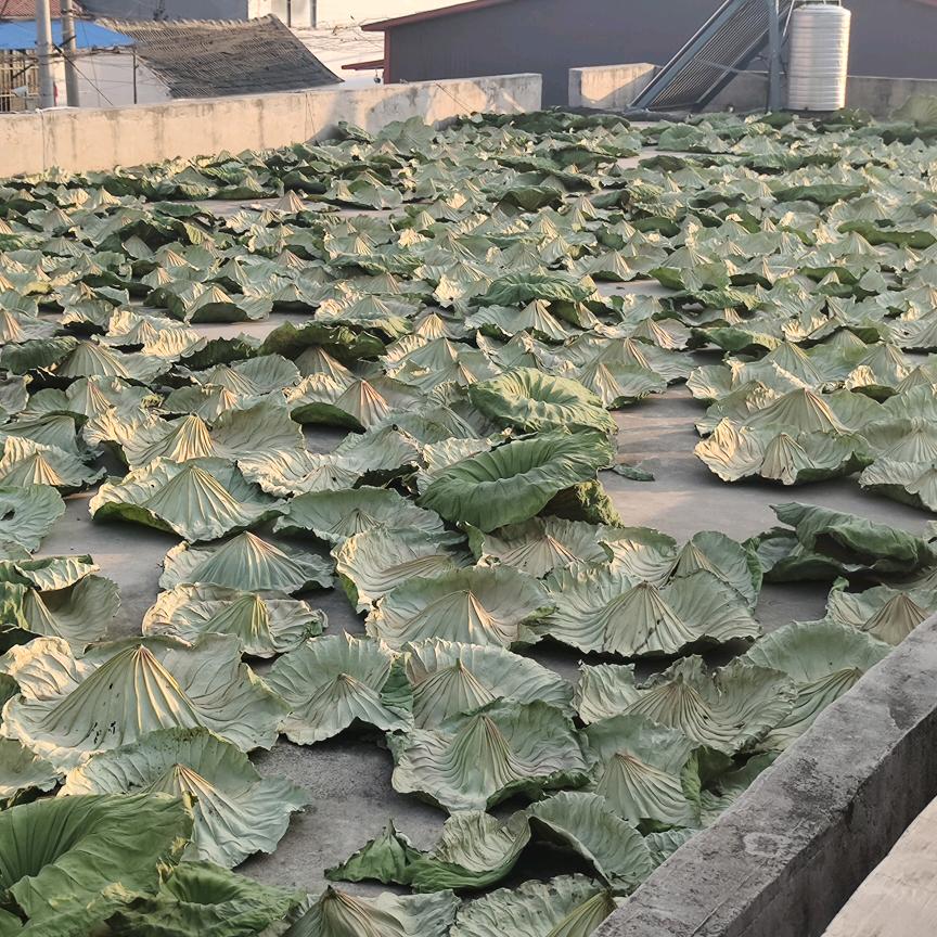 微山湖干荷叶加工厂