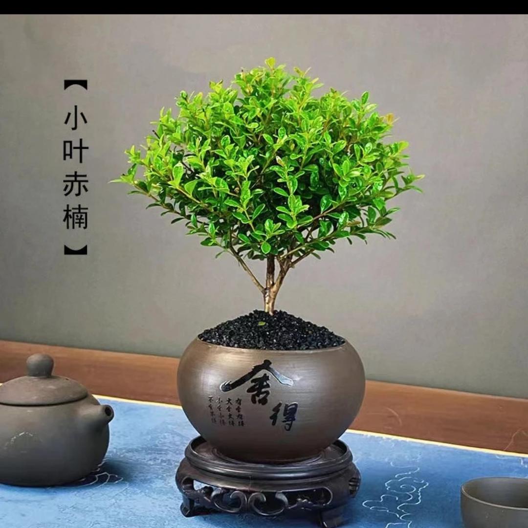 新疆金碧花卉坊