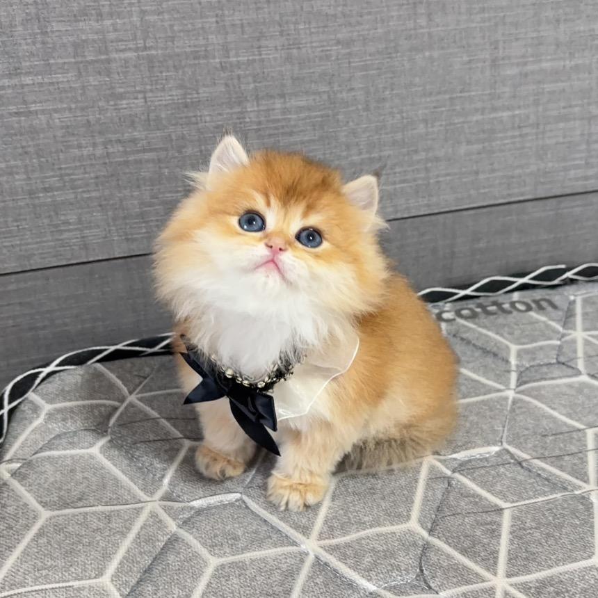 小李子的猫