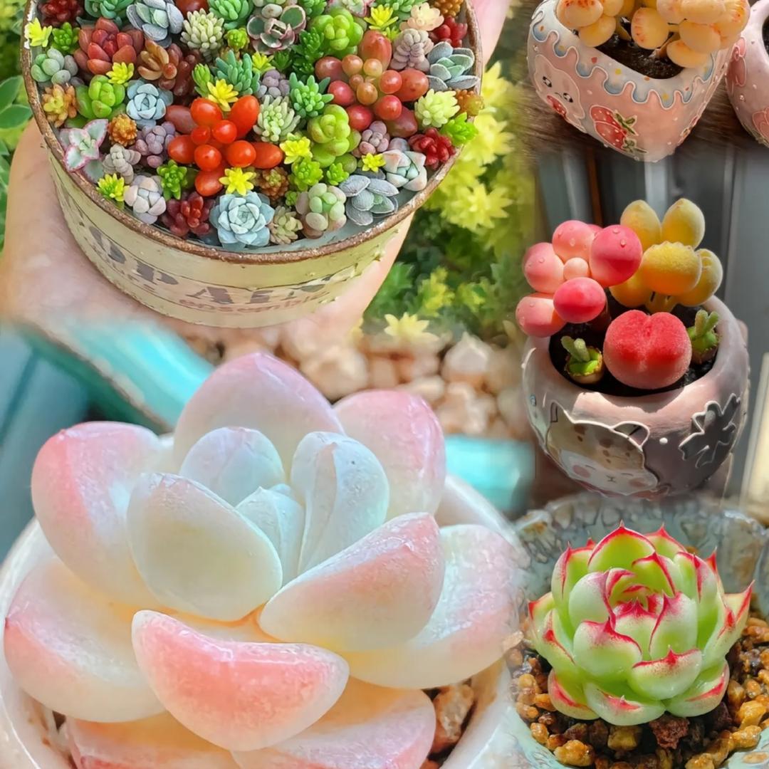 莎莎多肉园艺