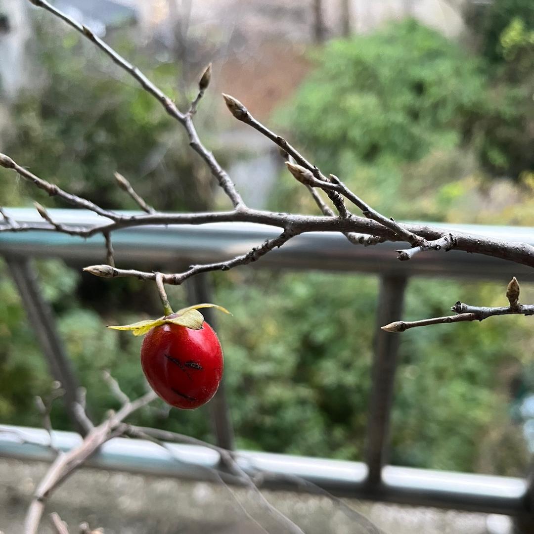 乔松园艺工作室