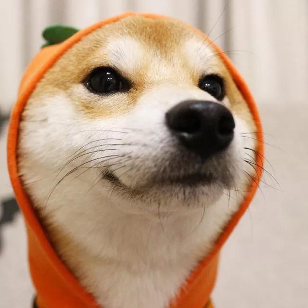 🕹️游戏小菜鸡🧲