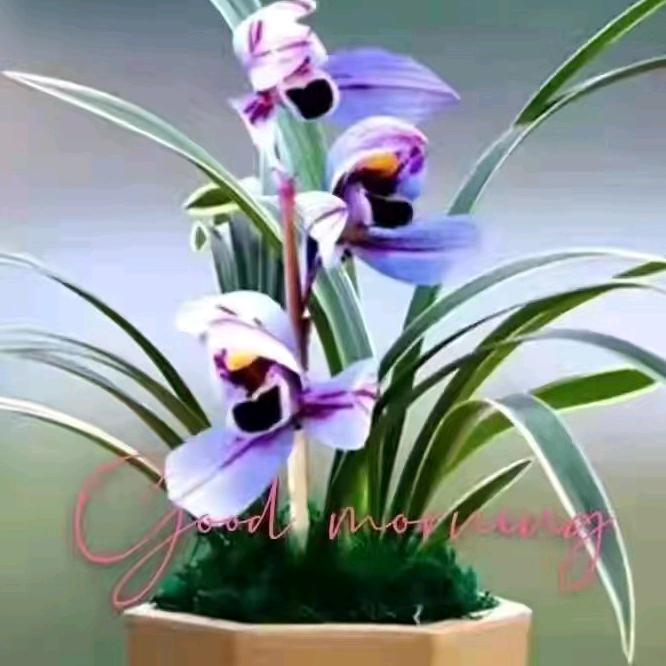 美好的村庄🌺🌺🌺🌺🌺🌺