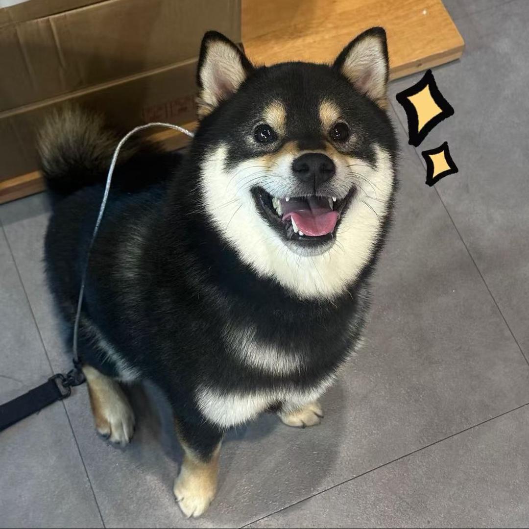 白板家宠物零食